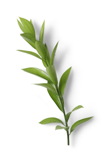 Innergy Tea leaf