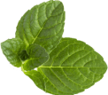 Innergy Tea lemon-leaf