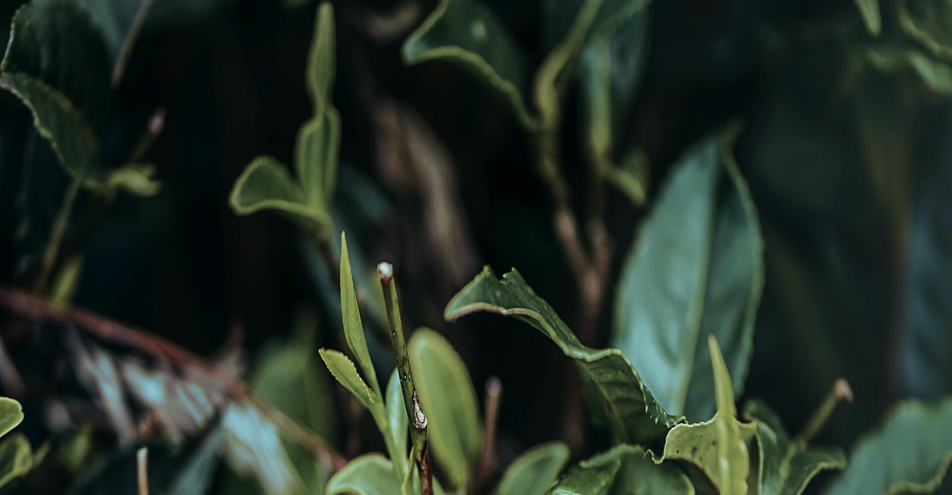 Premium Organic Teas - Innergy Tea